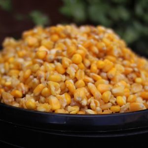 Prepared Maize