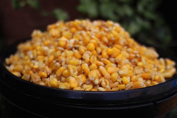 Prepared Maize